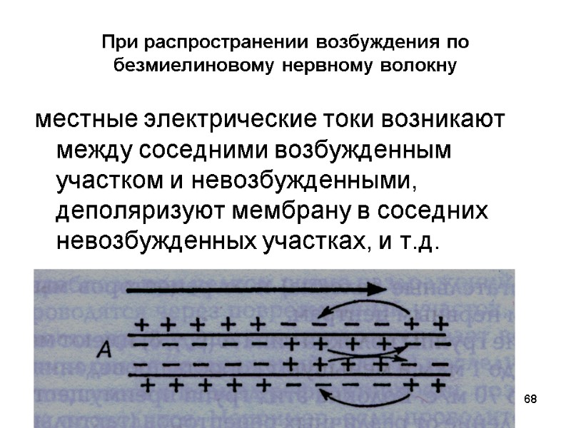 68 При распространении возбуждения по безмиелиновому нервному волокну местные электрические токи возникают между соседними